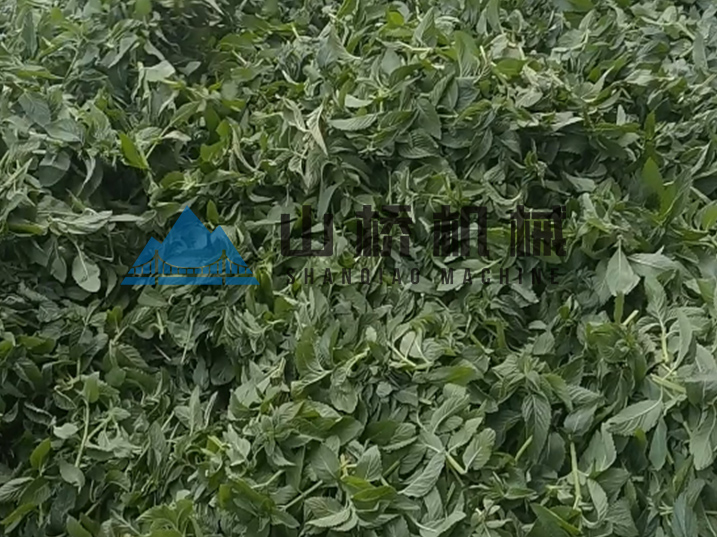 薄荷葉選擇烘干還是炒干呢(圖1)